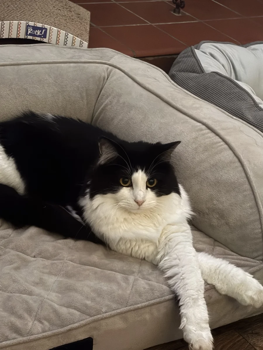 Our black-and-white cat supervising with paws stretched out
